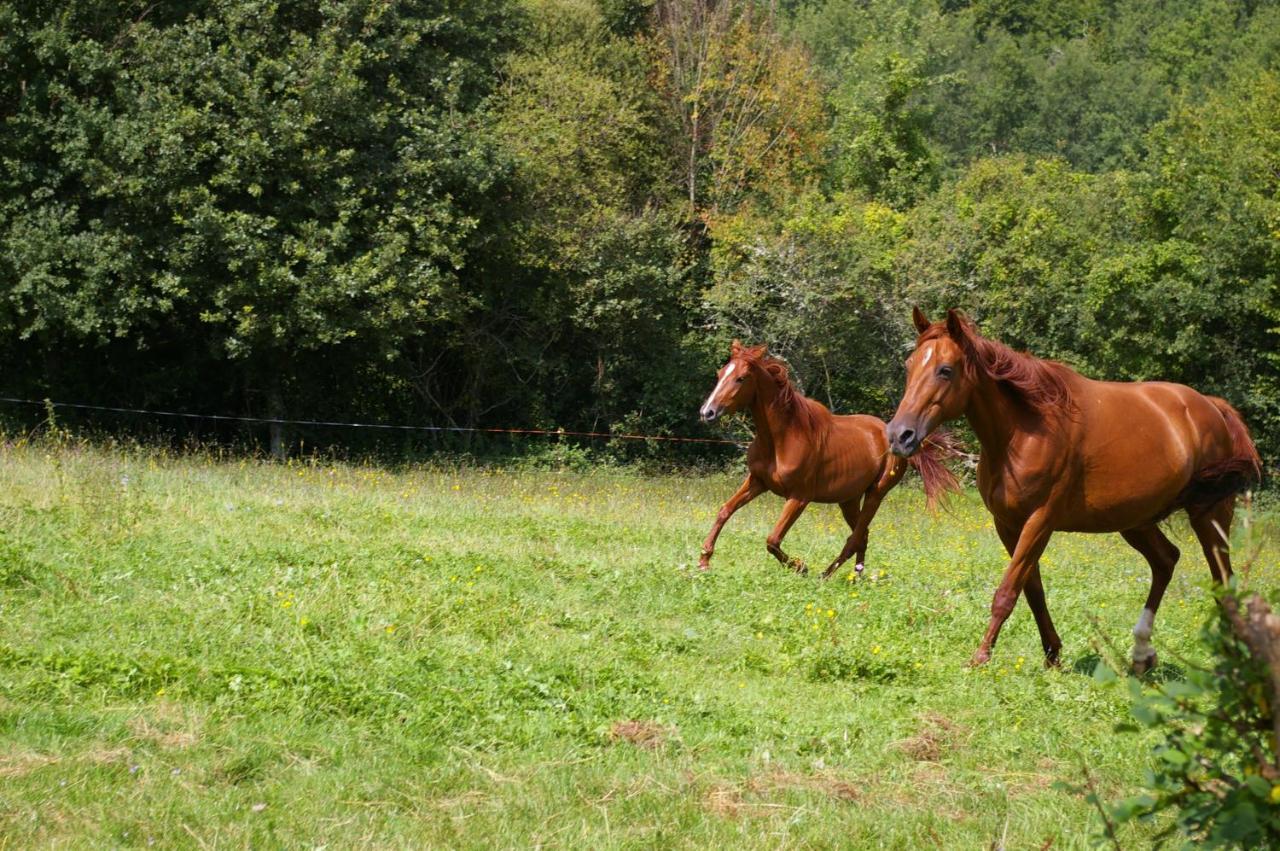 Gite L'Appel De La Foret Betplan エクステリア 写真